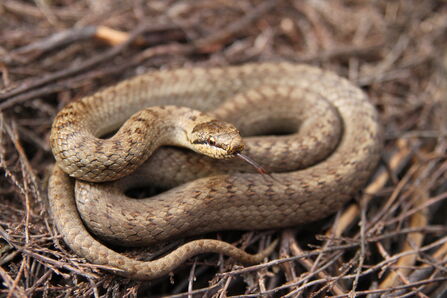 The Great British Snake Off | Herts and Middlesex Wildlife Trust